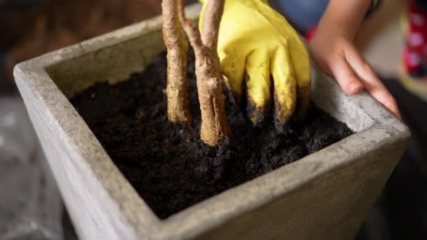 Handling Soil Pot Help Tree Grow Strong — Stock video