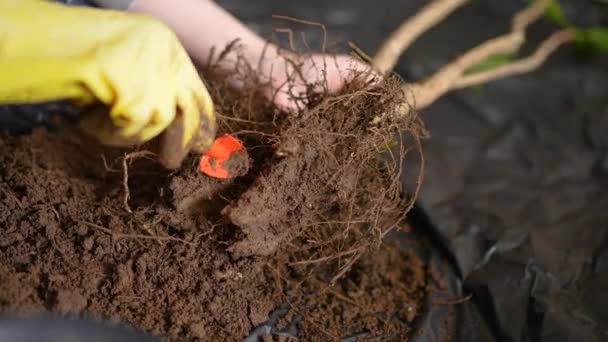 Limpiando Las Raíces Pequeño Árbol Con Una Pequeña Pala Jardinería — Vídeos de Stock