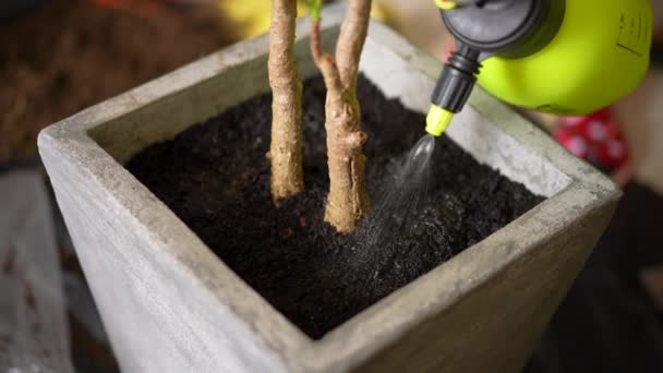 Watering Small Tree Sprayer Concrete Pot — Stockvideo