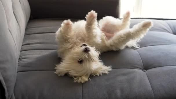 马耳他的狗在沙发上玩耍 它的腹部动作缓慢 — 图库视频影像