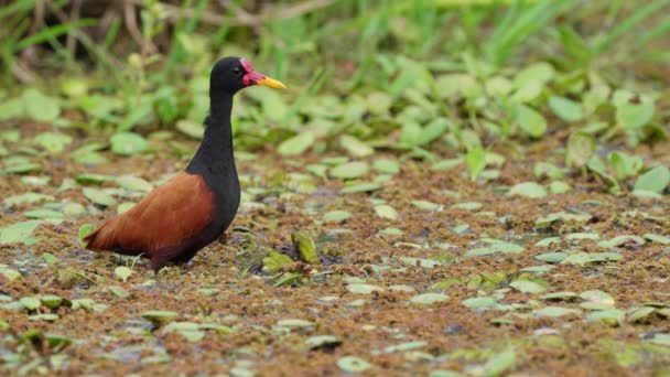 Beautiful Colorful Wild South America Wattled Jacana Bird Natural Habitat — Vídeos de Stock