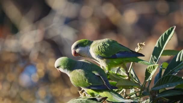 Grupo Periquitos Monje Myiopsitta Monachus Posados Árbol Mientras Alimentan Frutos — Vídeo de stock