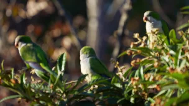 Group Monk Parakeets Myiopsitta Monachus Perching Medlar Tree Slow Motion — Vídeo de stock