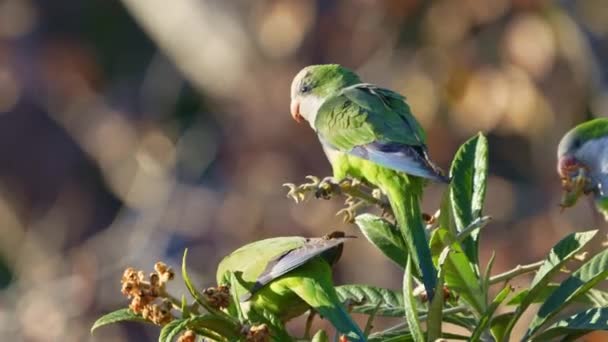 Group Monk Parakeets Myiopsitta Monachus Perching Medlar Tree Slow Motion — Vídeo de stock