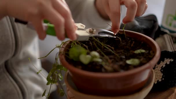 Cutting Dead Roots Intertwined Home Plant Small Pot — Video Stock