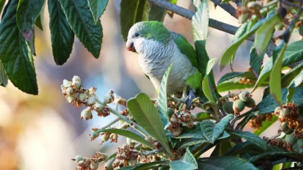 Monk Parakeet Myiopsitta Monachus Perching Medlar Tree While Feeding Fruits — Stock videók