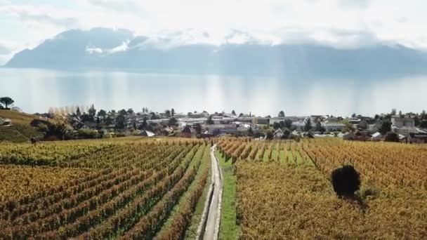 Lavaux Vineyards Autumn Warm Colors Cully Leman Lake French Mountains — Stockvideo