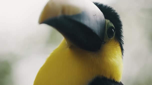 Extreme Closeup Yellow Throated Toucan Looking Its Habitat — Stockvideo