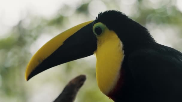 Closeup Side View Black Mandibled Toucan Wilderness Bokeh Nature Background — Stockvideo