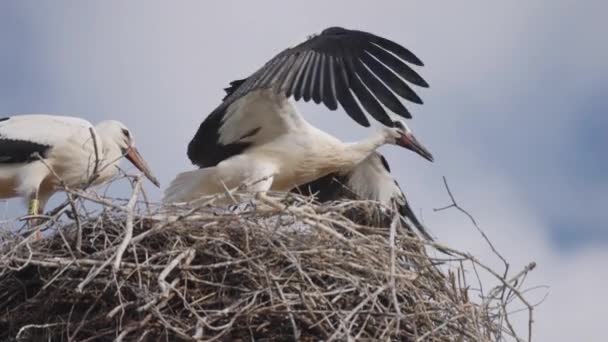 Couple White Storks Nest One Birds Dancing Jumping Flapping Its — ストック動画