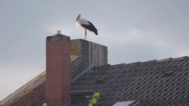 White Stork Old Shingle Roof Slow Motion Pan Follow — Stock Video