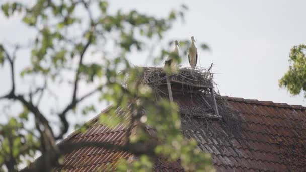 Couple White Storks Nest Old Shingle Roof Slow Motion Pan — Stock Video