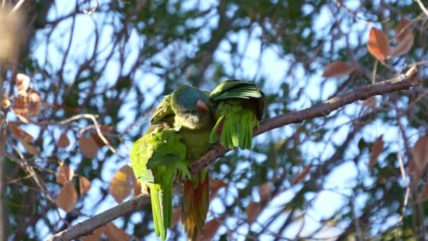 Blue Crowned Parakeets Thectocercus Acuticaudatus Perching Branch Natural Habitat Northern — Vídeo de Stock