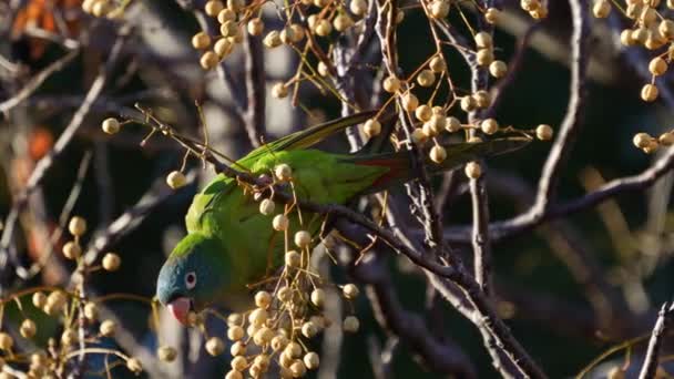 Blue Crowned Parakeet Thectocercus Acuticaudatus Feeding Chinaberry Tree Fruits Melia — Vídeo de Stock