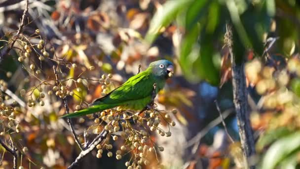 Blue Crowned Parakeet Thectocercus Acuticaudatus Taking Chinaberry Tree Slow Motion — Vídeo de Stock
