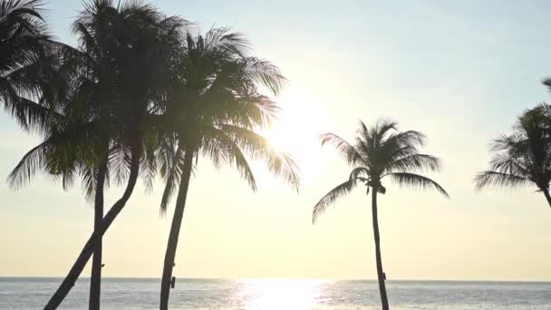 Palm Trees Silhouette Beach Seaside Unset — Vídeos de Stock