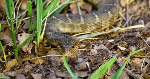 Closeup Static Video Adult Plain Bellied Water Snake Camera View — Video