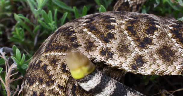 Western Diamondback Rattlesnake Crotalus Atrox の静的なビデオ カメラの焦点はラトルにある — ストック動画