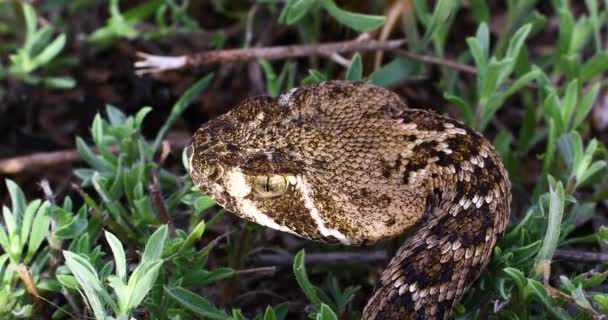 Static Video Western Diamondback Rattlesnake Crotalus Atrox Extreme Closeup Head — Stockvideo