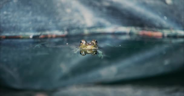 Green Marsh Frog Floating Natural Pond Water Habitat Slow Motion — Stockvideo