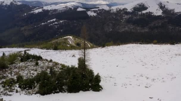 高山の風景の上にロンリー背の高いチラシの木の上にオービット 雪の山の背景をかぶった Bizkaia — ストック動画