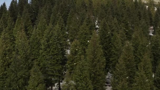 科里扎山的空中风景茂密的松树林 倾泻出天空中的乌云 — 图库视频影像