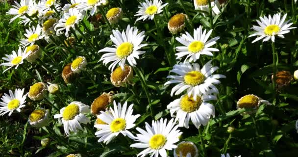 White Daisey Flowers Insects Them — Video