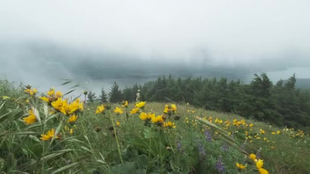 Yellow Wildflowers Grass Blow Breeze Hillside Overlooking Columbia River — Stock videók
