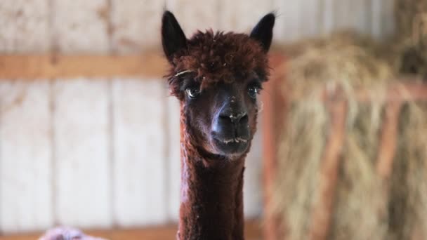 Close Dark Brown Reddish Alpaca Curiously Looking Barn — Vídeo de Stock