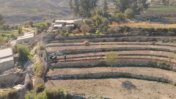 Aerial Shot Sowing Yanaquihua Bulls Arequipa Peru Tradition Still Maintained — Vídeos de Stock