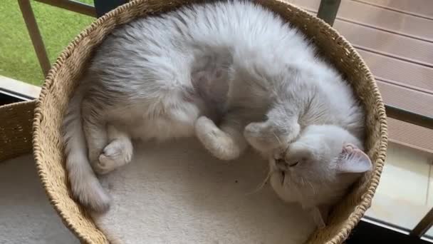 White Persian Cat Sleeping Bed Zoom — Video Stock