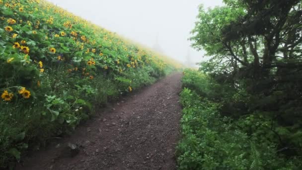 Uphill View Empty Mountain Path Thick Fog Hillside Covered Wildflowers — 图库视频影像