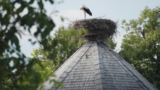 White Stork Nest Top Tower Shingle Roof Slow Motion Pan — 图库视频影像