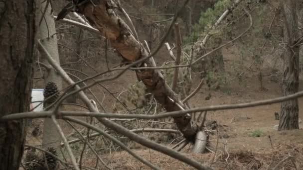 Αρσενικό Σέρφερ Σανίδα Του Σερφ Περπατώντας Στο Δάσος — Αρχείο Βίντεο