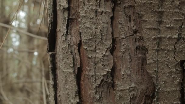 Ξεφλούδισμα Φλοιό Ένα Δέντρο Ένα Δάσος Close Handheld — Αρχείο Βίντεο