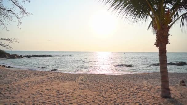 Morning Sun Empty Sandy Tropical Beach Coconut Trees Endless Horizon — ストック動画