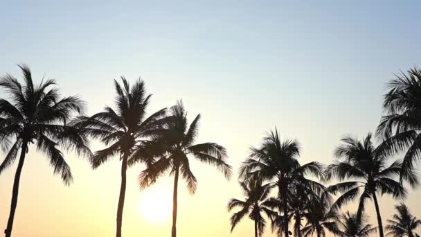 Silhouettes Coconut Trees Evening Sun Tropical Holiday Detail — Vídeo de Stock