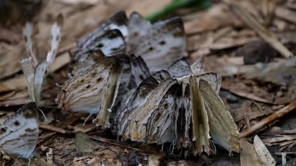 Zoom Out Footage Marbled Map Buterflies Cyrestis Cocles Thailand — Stok video