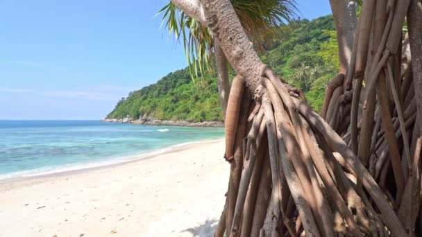 Airy Roots Palm Tree Beautiful White Sand Lagoon Beach — Stockvideo