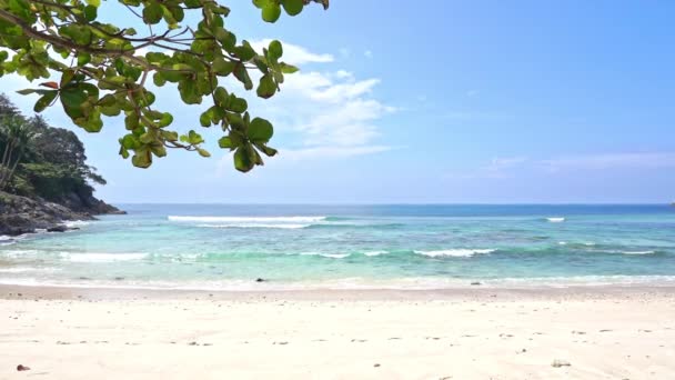 Deserted Tropical Beach Tree Branch — Vídeo de stock