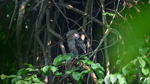 Seen Looking Deep Thick Jungle Turns Left Spot Bellied Eagle — Vídeo de Stock