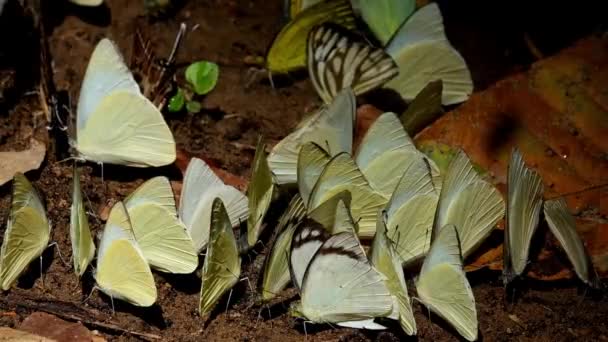 Assorted Yellow Butterfly Swarming Redspot Sawtooth Prioneris Clemanthe Common Gull — Vídeo de stock