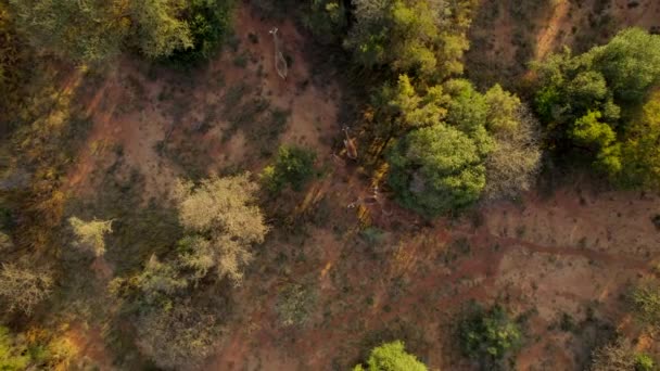 Incredible Aerial Top View Three Giraffes Walking African Bush Sunset — Stok video