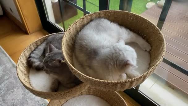 Two Kitten Persian Chinchilla Cat Relaxing Playing Each Other Silver — Stok video