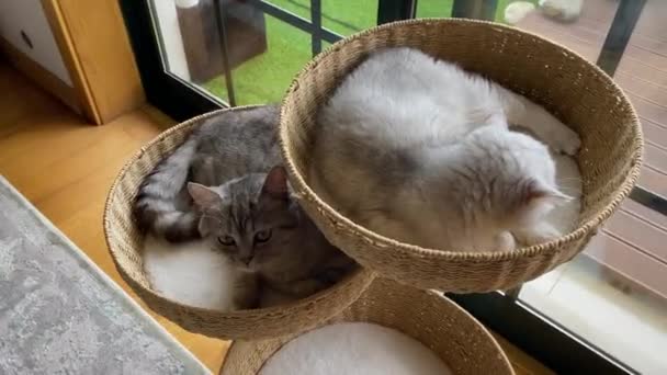 One Kitten Looks Other Falls Asleep Silver Shade Silver Tabby — Stock video