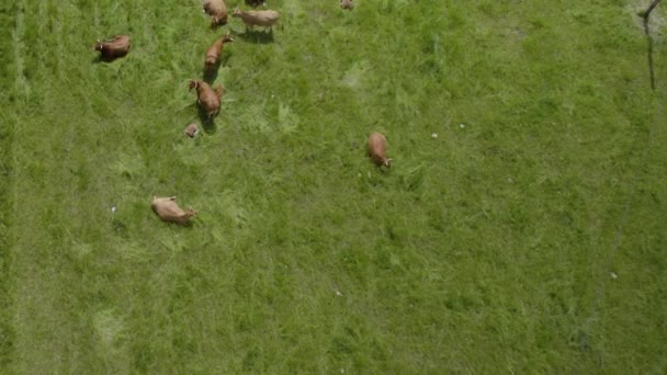 Aerial Top Shot Happy Cows Resting Sleeping Green Field Sun — Stock video