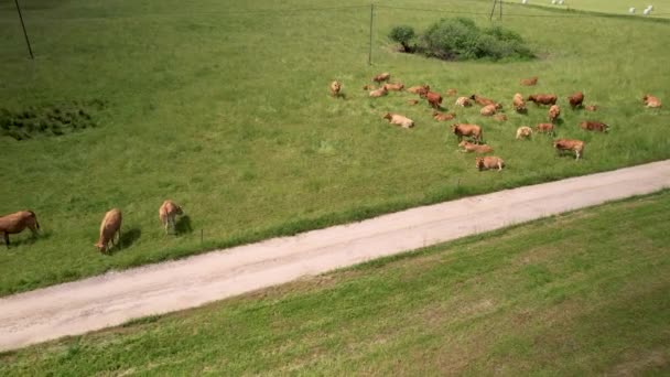 Drone Shot Showing Peaceful Herd Brown Cows Cattles Eating Countryside — Vídeos de Stock