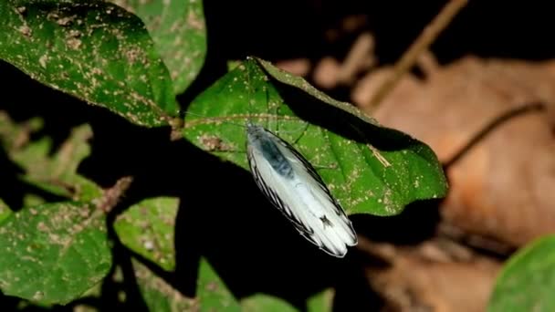 Zoom Out Butterfly Resting Top Leaf Striped Albatross Appias Libythea — Vídeo de stock