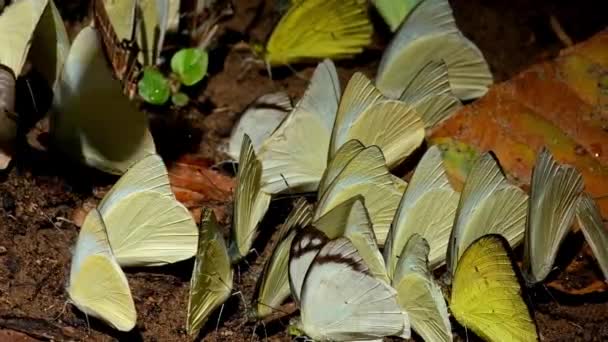 Zoom Out Yellow Butterflies Swarming Morning Sun Kaeng Krachan National — Stok video