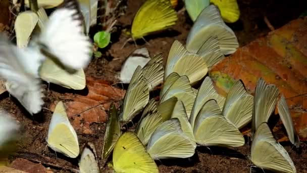 Mostly Yellow Butterflies Gathering Coming Out Redspot Sawtooth Prioneris Clemanthe — Stock video